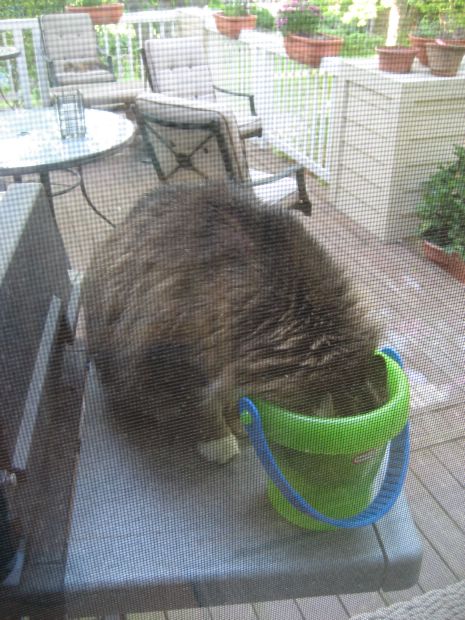 Cat in Bucket
